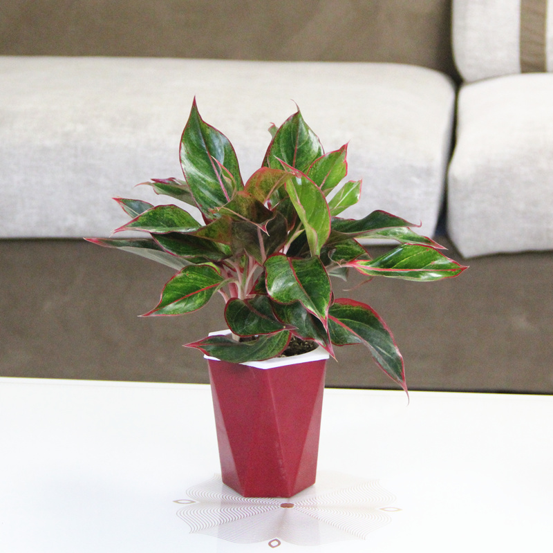 红小盆栽绿植花卉吉利红办公桌桌面植物竹芋盆栽 万年红-红色六角盆