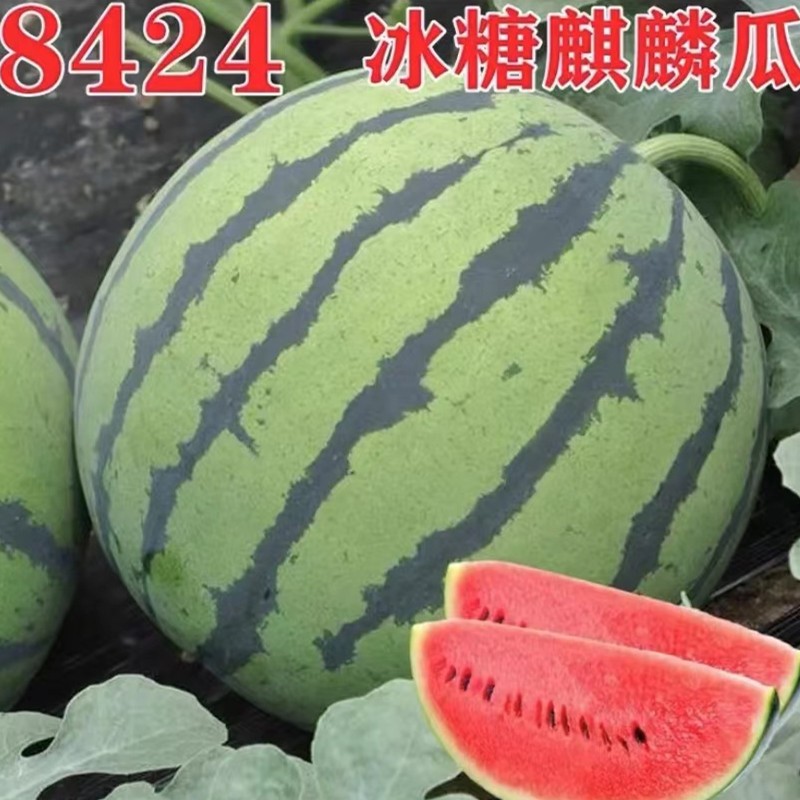 甜芋果月现摘8424西瓜新鲜带籽西瓜一整箱单果6-7斤 两个装（单果6-7斤）