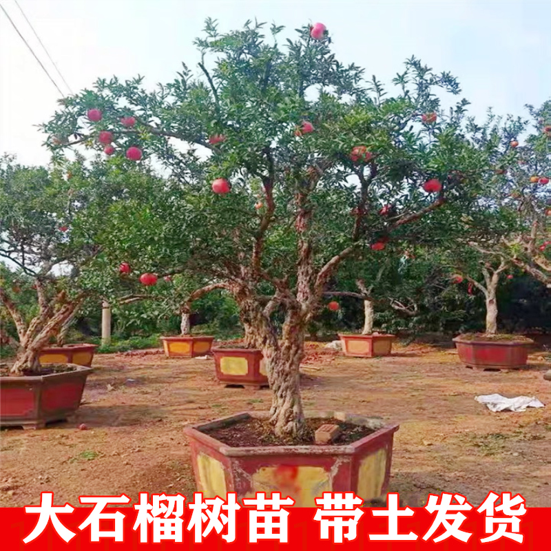 金亦显石榴树树苗特大庭院种植观赏石榴果树盆景带土石榴树老桩当年