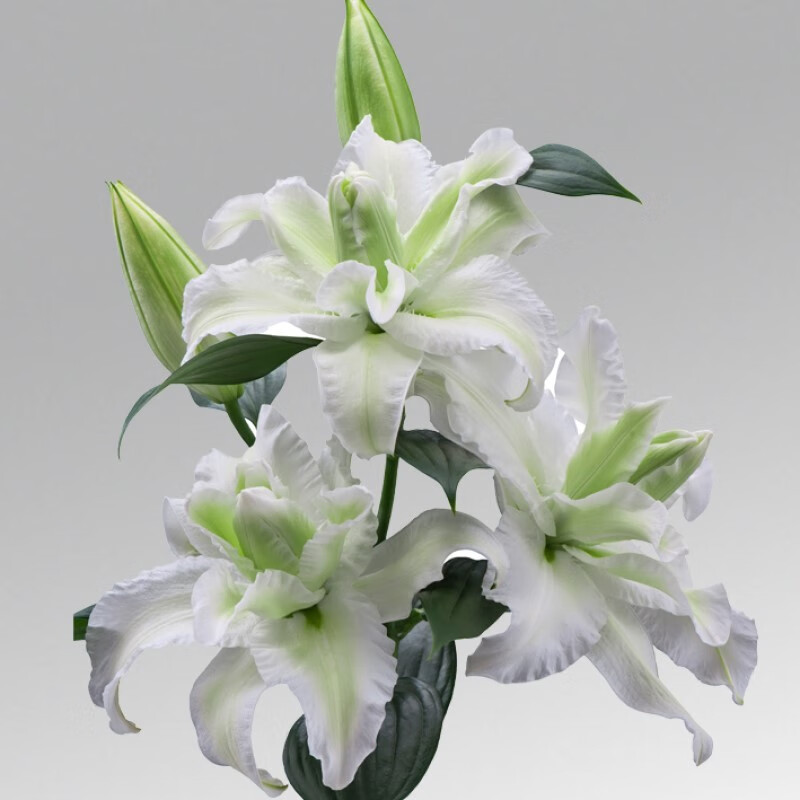 ��һ�԰���װ������ˮ�ٺ����򶫷���������ͥԺ�������ļ�������� Ů��16-18cm3�� ˫ѿ��