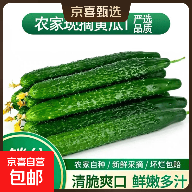 【寿光原产地】黄瓜刺爽口清脆小黄瓜即食低卡新鲜孕妇包邮 黄瓜 5斤
