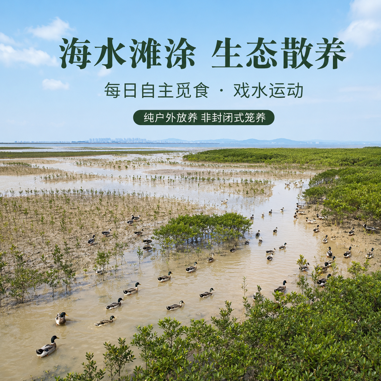 钦小鲜北部湾散养海麻鸭海边滩涂散养现杀现发青头海鸭净膛发货顺丰冷链 【海麻鸭】4.5-5.5斤/只 现杀现发