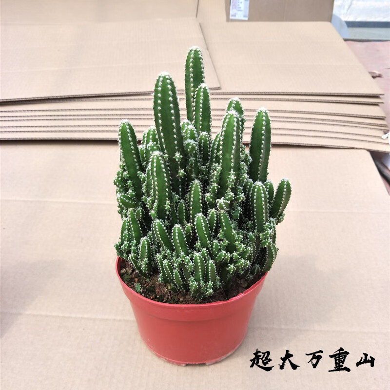 大万重山盆栽珊瑚棒光棍树盆栽仙人掌多肉盆栽植物办公