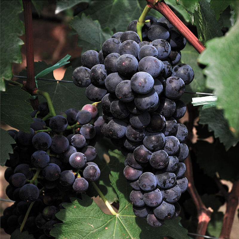 龙觇云南夏黑葡萄新鲜当季水果黑提子无籽葡萄孕妇生鲜团购送礼 1000g