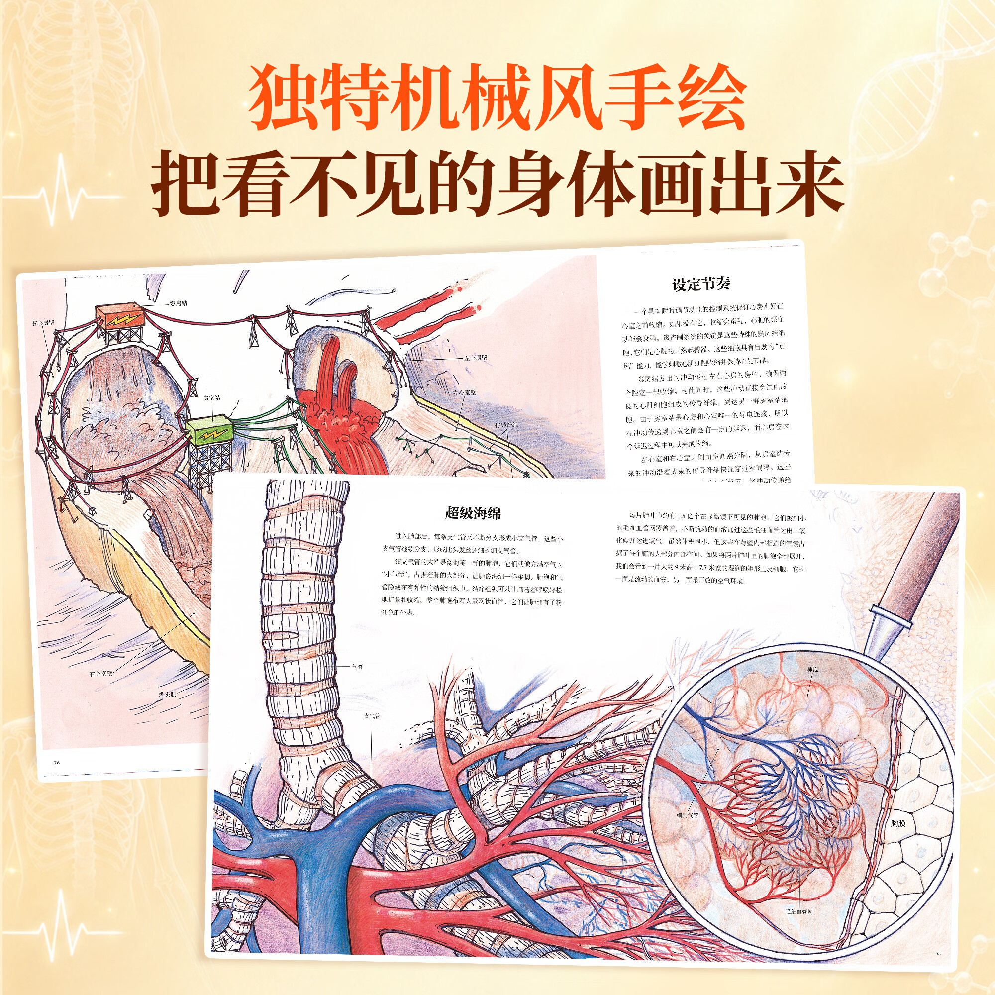 青葫芦 人体运转的秘密 少年儿童百科全书家庭医生健康营养书籍dk我们的身体的神秘肌肉器官医学免疫系统图解知识科普书课外阅读书 十万个为什么 中小学生版一二三四五六年级书籍7-12岁中国少儿科学启蒙 人