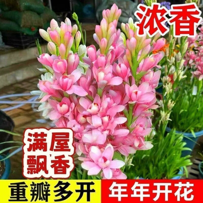 【新品香玉】重瓣浓香型盆栽晚香玉花卉室内外多年生抗旱好养巧臻 浓香型【到手3颗】重瓣晚香玉 现挖种球【10-15芽连体大】
