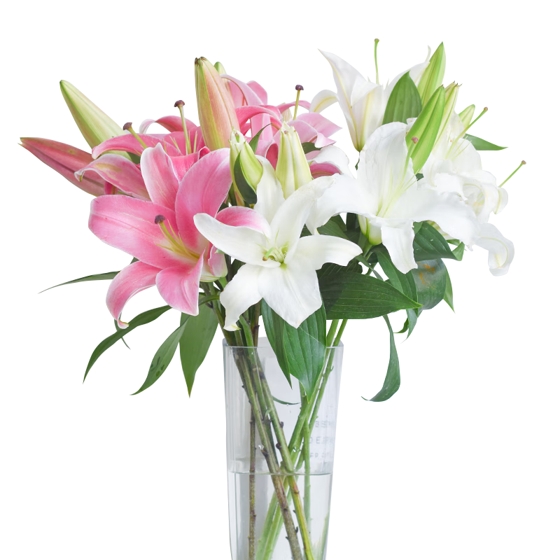 öABˮٺ ͥ칫Ҹɫʻ  ֱֲ ɫٺ10䣨˫ͷ5֦