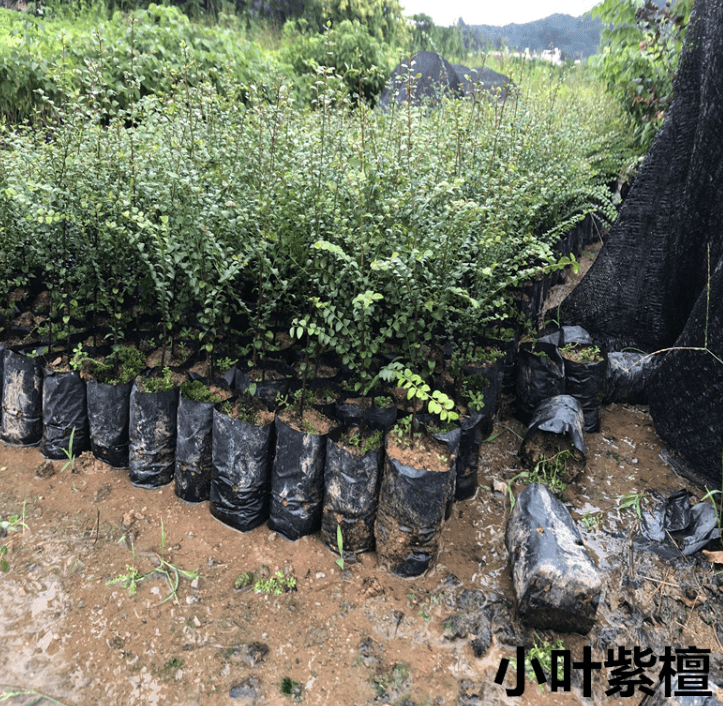 mojy珍稀红木树种檀香紫檀苗小叶紫檀树苗a 小叶紫檀30cm-40cm买一 一