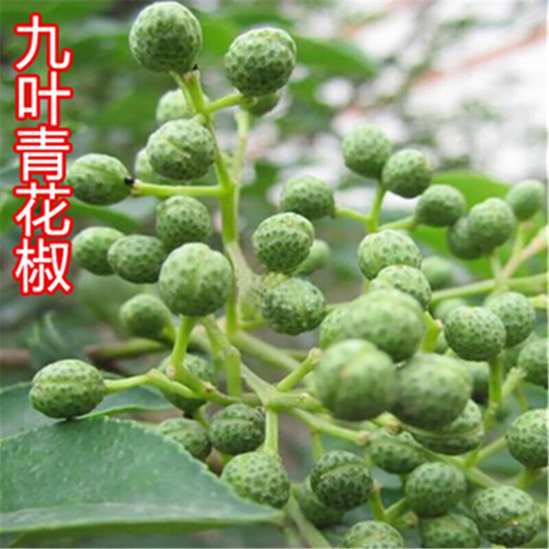 花椒树 相关京东优惠商品 5 价格图片品牌优惠券 虎窝购