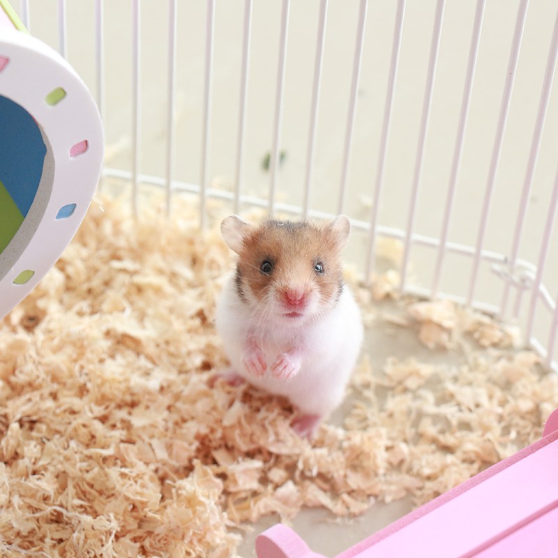 麦叮卡金丝熊活体宠物仓鼠活物小仓鼠活体仓鼠宝宝 1只虎纹熊