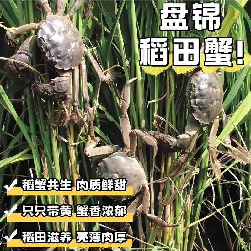江问鱼网兜蟹 辽宁盘锦河蟹稻田蟹螃蟹鲜活大闸蟹无绳净重 中秋节送礼 六月黄1.4-1.6两2斤12-14只