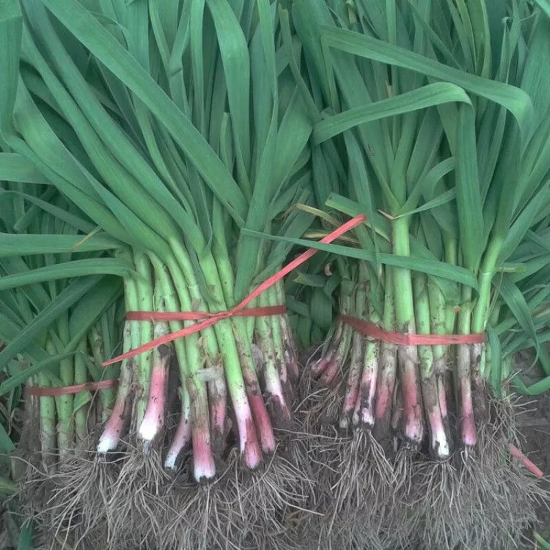蜜钰鲜新鲜大蒜苗红皮大蒜苗现挖现发带土发货红皮大蒜农家自种青蒜香