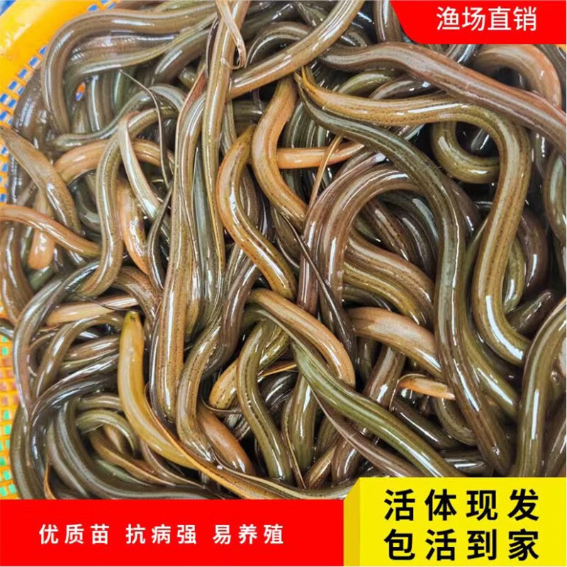 黄鳝苗长鱼活体淡水养殖黄鳝长鱼苗      朴彩(pucai) 100条      100