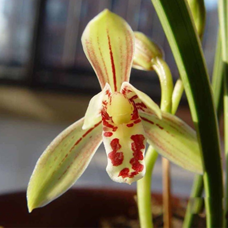 高宅兰花建兰四季兰花季带花苞小桃红紫金龙梅翠玉牡丹锦旗 【不带