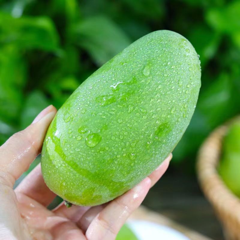 张小壮 大青芒  大芒果 青皮芒 青芒果 热带水果 新鲜水果 精选3斤单