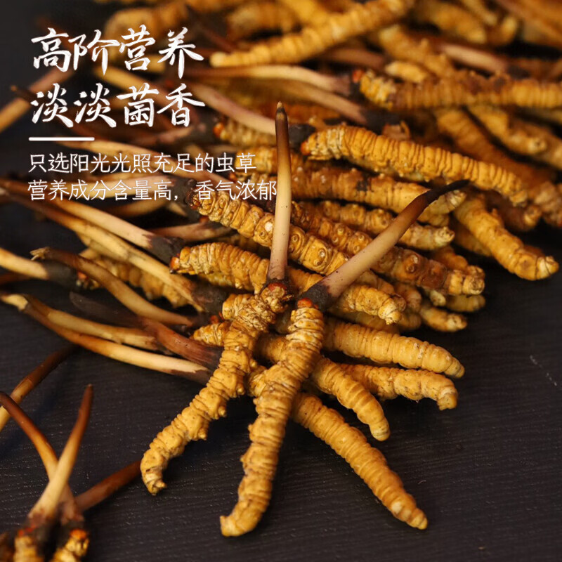 康陈牌新鲜冬虫夏草2026年头茬应季鲜虫草送礼营养滋补礼品自食高原鲜草 鲜虫草1.0-1.3共70根 1.3根*70根