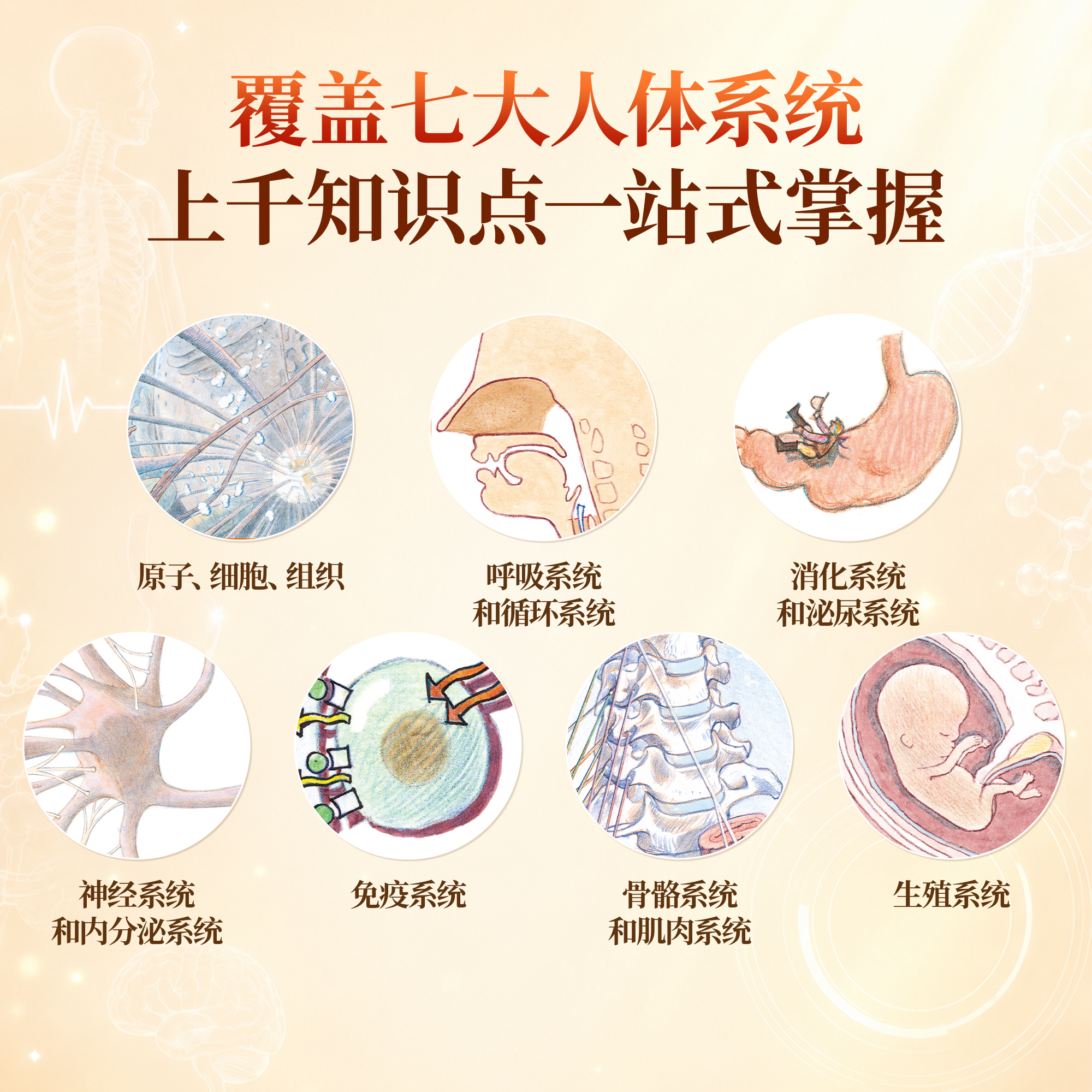 青葫芦 人体运转的秘密 少年儿童百科全书家庭医生健康营养书籍dk我们的身体的神秘肌肉器官医学免疫系统图解知识科普书课外阅读书 十万个为什么 中小学生版一二三四五六年级书籍7-12岁中国少儿科学启蒙 人