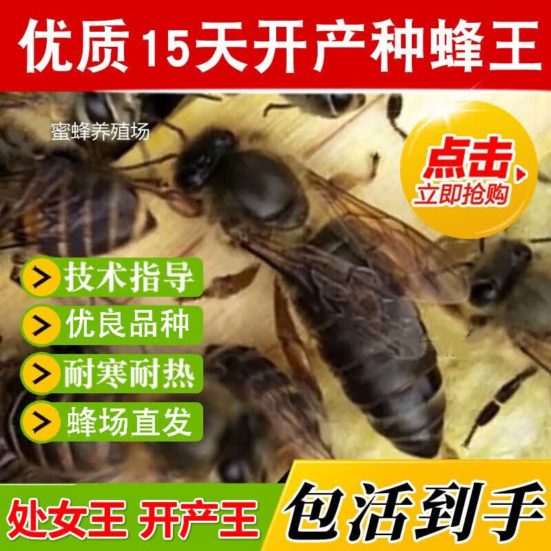 晴文 中蜂蜂王蜜蜂活体产卵王双色杂交交尾黑色王 优质杂交新产卵王怎么看?