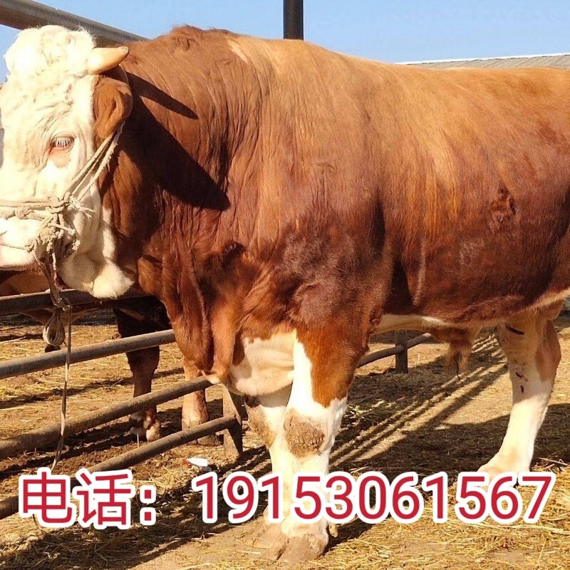 西门塔尔牛肉牛犊活牛出售西门塔尔牛犊子小母牛养殖技术