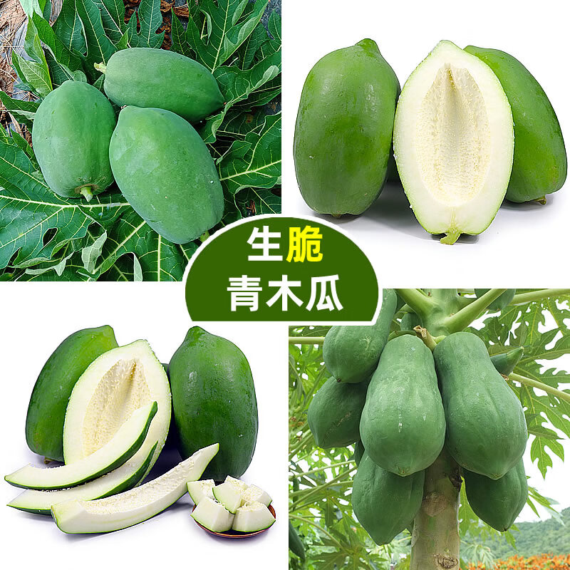 广西青木瓜新鲜现摘产妇下奶泰式凉拌沙拉生木瓜腌酸菜瓜土木瓜青 10斤现摘青木瓜生木瓜