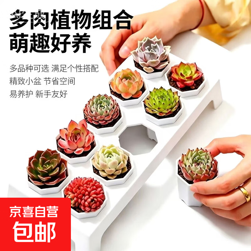 多肉植物组合套餐新手好养懒人绿植居家超萌办公室窗台氛围感盆栽 多肉植物 随机一颗带盆带土