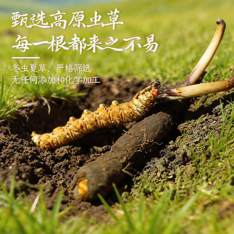 康陈牌新鲜冬虫夏草2026年头茬应季鲜虫草送礼营养滋补礼品自食高原鲜草 鲜虫草1.0-1.3共70根 1.3根*70根