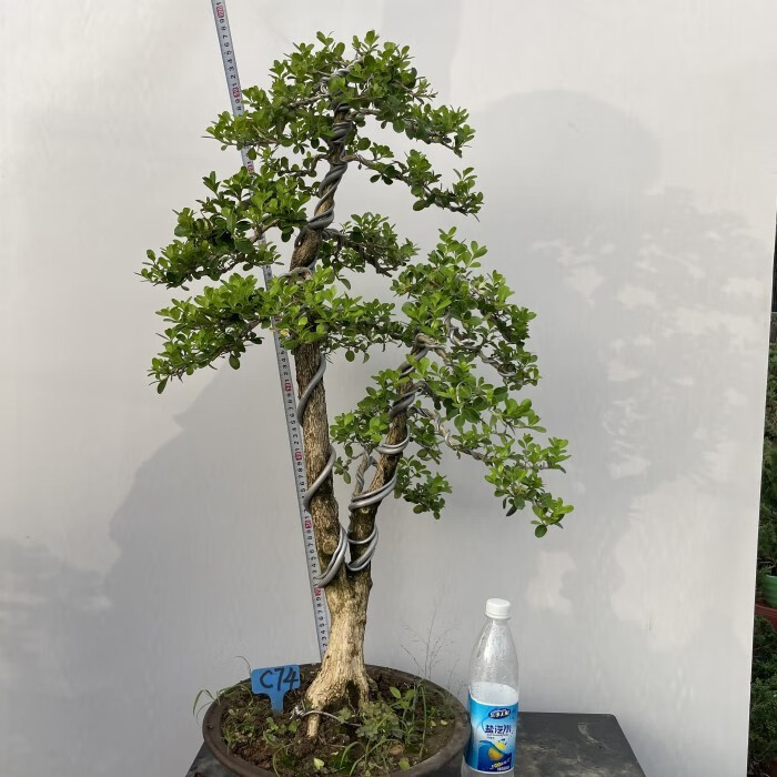 勋狸粑实物瓜子黄杨盆景文人造型树桩文人瓜子黄杨盆栽老盆按图实物