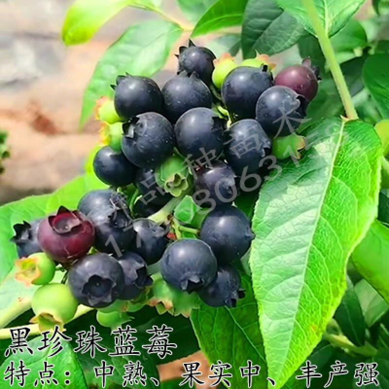 大蓝莓果树苗南方北方种植阳台庭院四季蓝莓树苗 黑珍珠【全国适宜】