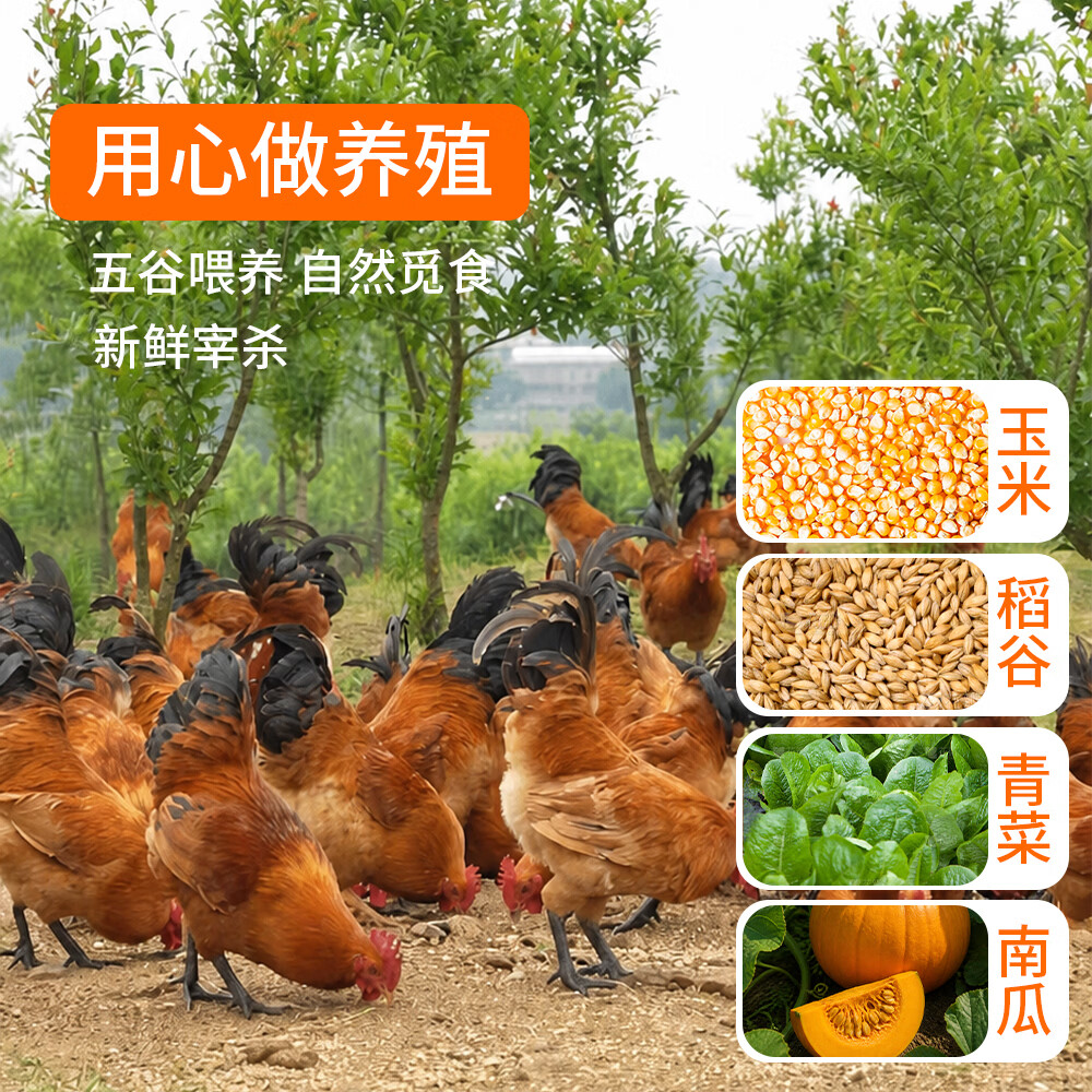 福景鲜青脚公鸡农家散养整只公鸡肉走地鸡 生鲜现杀土公鸡红烧鸡公 青脚公鸡3.5斤*2只【红烧超好吃】