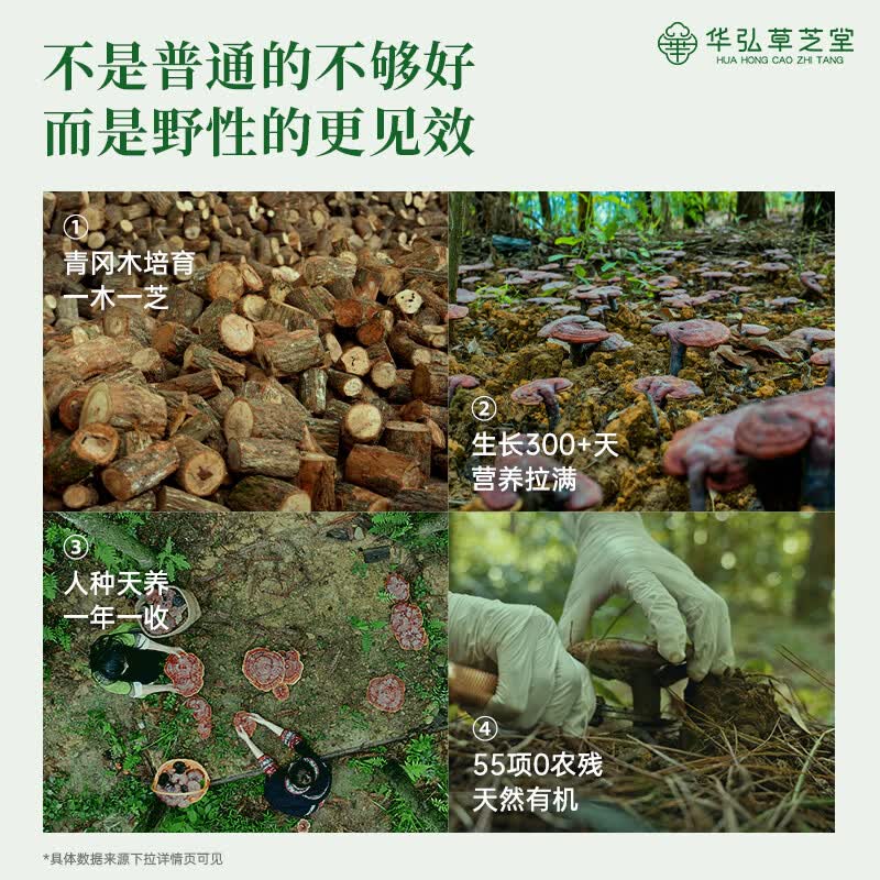 华弘草芝堂破壁灵芝孢子粉蓝帽高三萜 3大有机 增强免疫力 营养保健品送父母 1g*10条/盒【5天量 入门体验】
