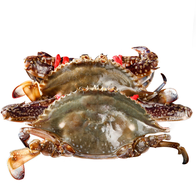 【冷冻】赣榆海鲜新鲜梭子蟹鲜活大螃蟹水产野生飞白蟹 4-6两/只 4-6两/只 5斤