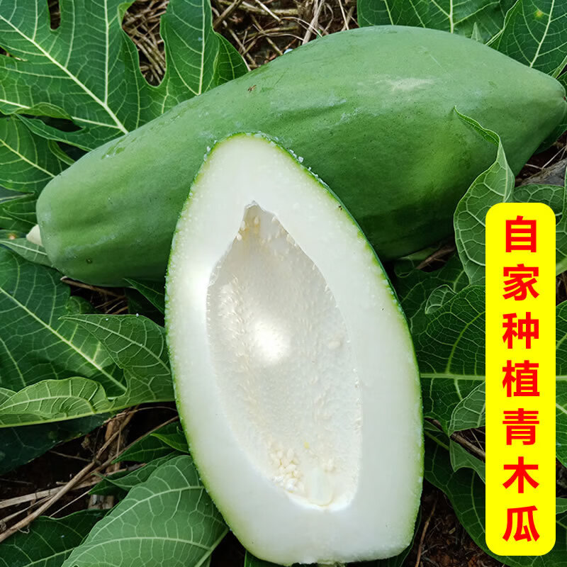 广西青木瓜新鲜现摘产妇下奶泰式凉拌沙拉生木瓜腌酸菜瓜土木瓜青 10斤现摘青木瓜生木瓜