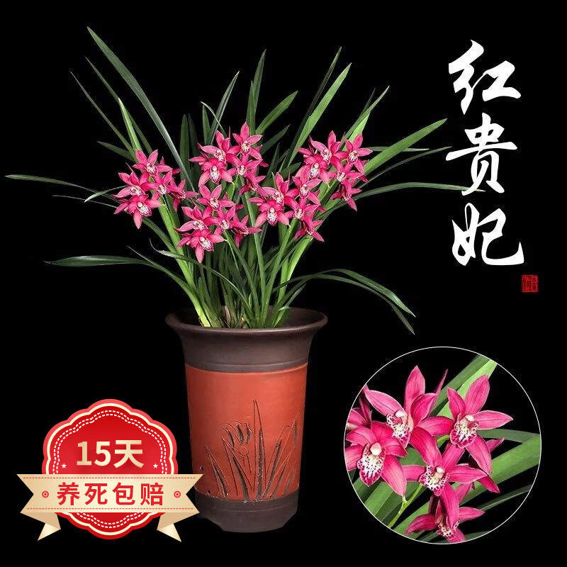欧悟 浓香型兰花苗大花蕙兰墨兰建兰绿植花卉盆栽室内植物盆景四季
