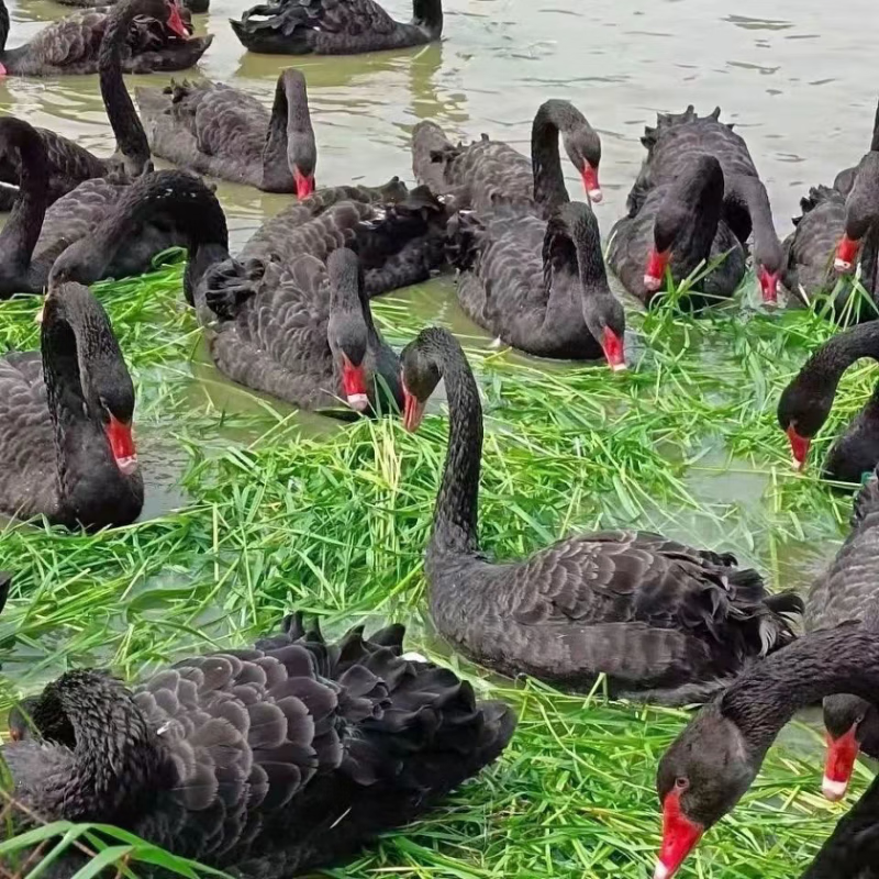 仟芸黑天鹅活体黑天鹅苗黑天鹅宠物成年黑天鹅旅游区 黑天鹅幼年一对