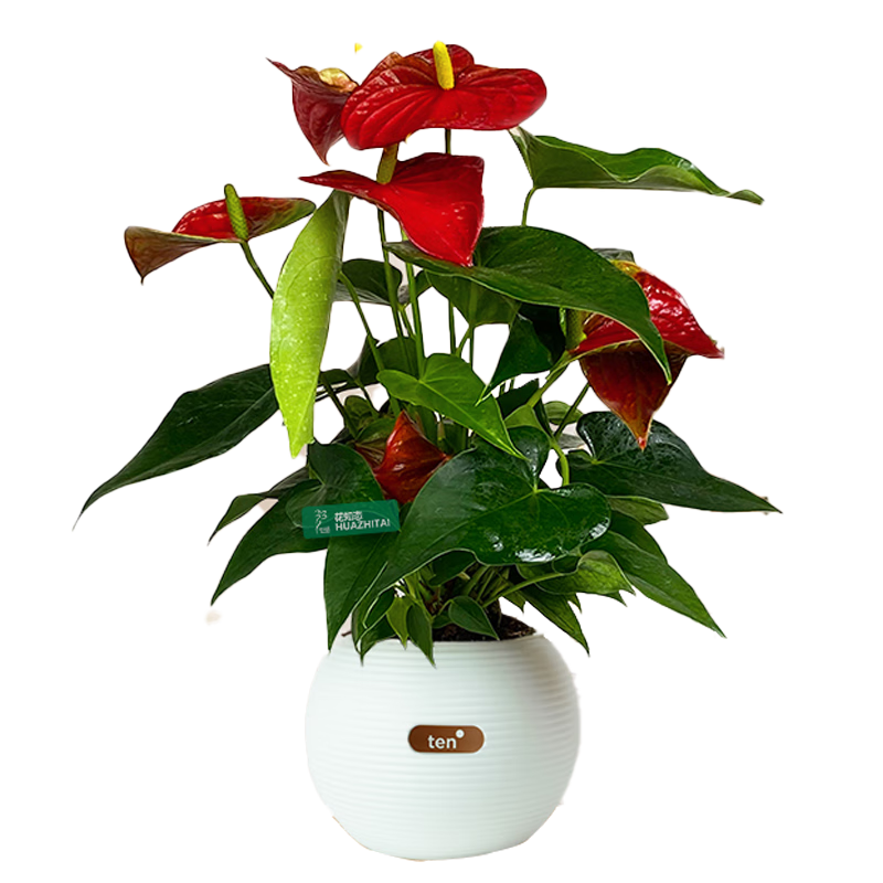 植男植女【買一送一】紅掌好養(yǎng)綠植盆栽四季開(kāi)花室內(nèi)外養(yǎng)辦公桌面源頭直發(fā)