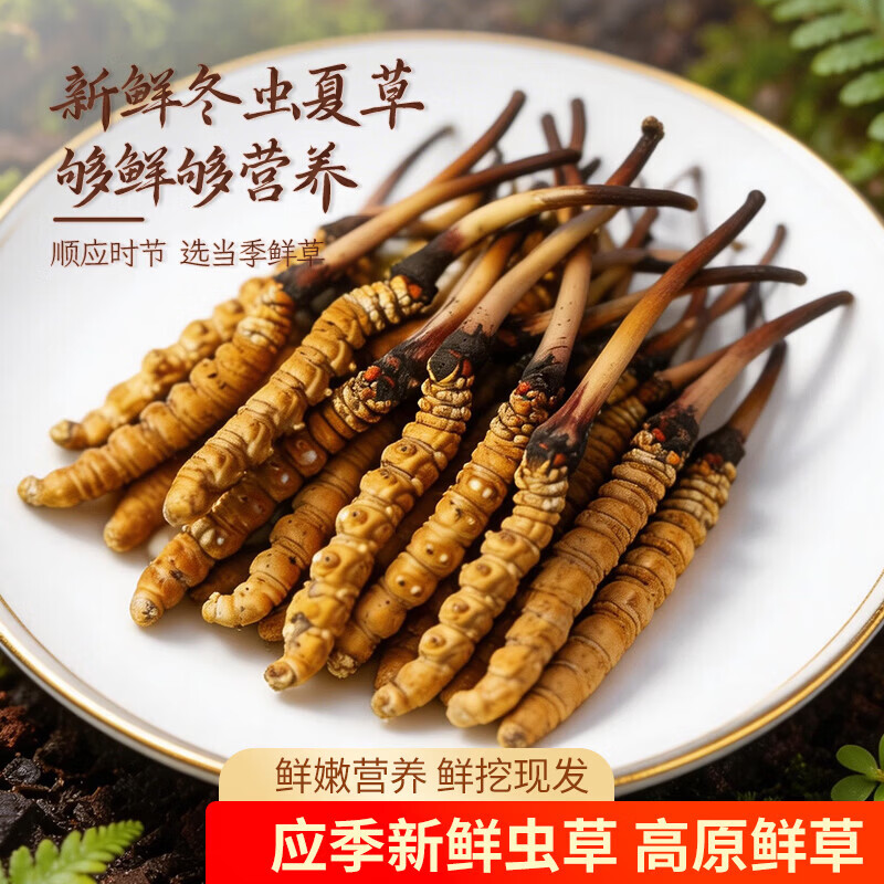 康陈牌新鲜冬虫夏草2026年头茬应季鲜虫草送礼营养滋补礼品自食高原鲜草 鲜虫草1.0-1.3共70根 1.3根*70根