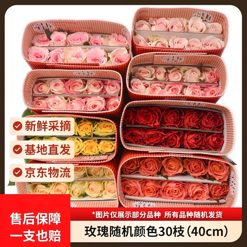 京东鲜花随机色系玫瑰30枝40cm(2-3配色)山东新鲜现采送礼物悦己源头直发