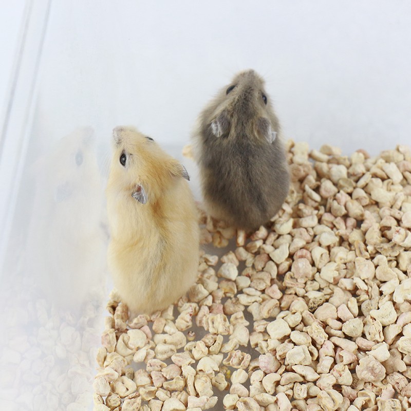 麦叮卡 宠物仓鼠活物小仓鼠幼崽活体仓鼠宝宝金丝熊苍鼠 布丁 紫仓