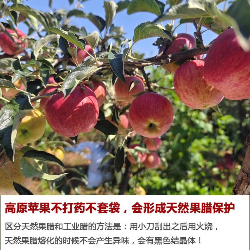 鲜级佳云南昭通冰糖心丑苹果【多地次日达】野生苹果脆甜水果整箱年货 5斤手选装【70mm+】净重4.5斤