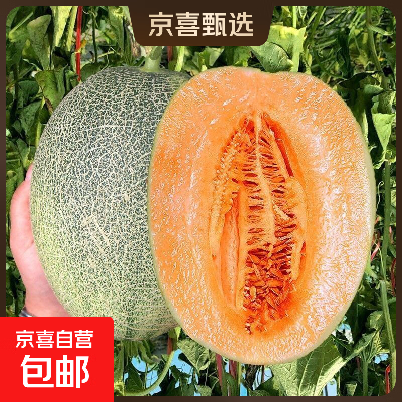 京喜加山东头茬哈蜜瓜新鲜采摘沙漠甜瓜源头 净重4-5斤1-3枚