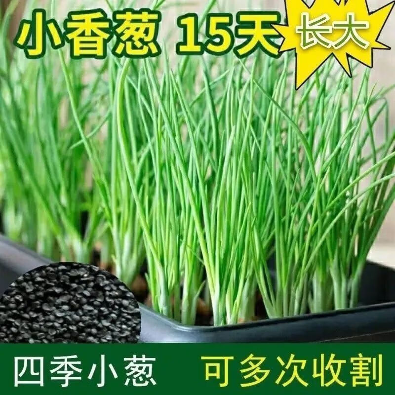 【包装】四季小香葱阳台室内庭院盆栽小葱彩包【禾中】子 【约3000粒】小葱【禾中】子属于什么档次？