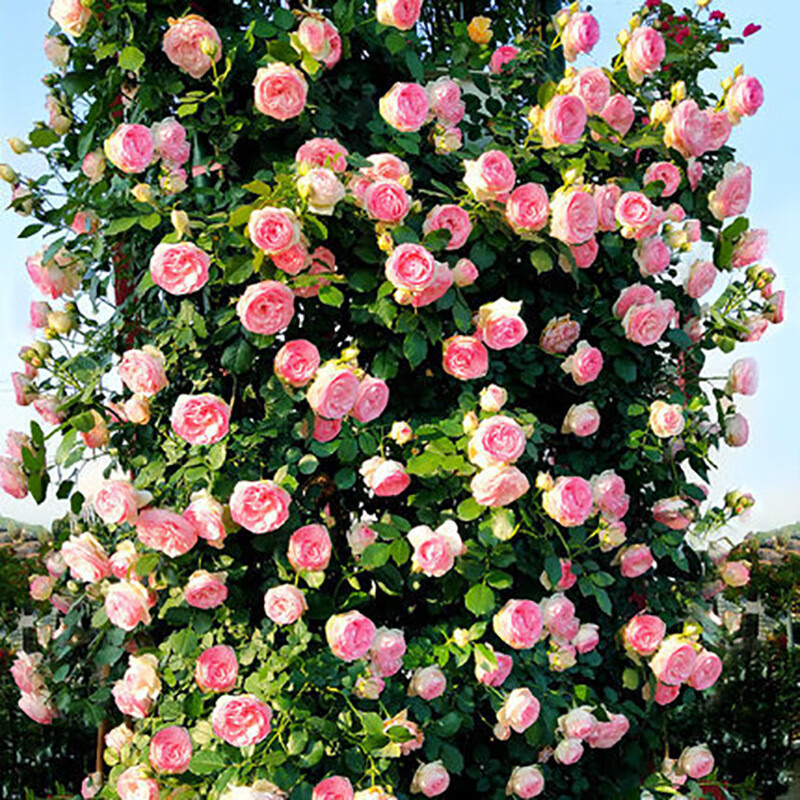 傲霜枝欧月月季花蔷薇玫瑰花藤本月季爬藤植物月季阳台盆栽花卉四季