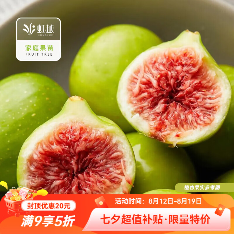 虹越（HONGYUE）无花果树果苗 多品种多年生庭院果树南方北方种植果树苗HN 【无花果YM】“斯特拉”1加仑（成都仓发）