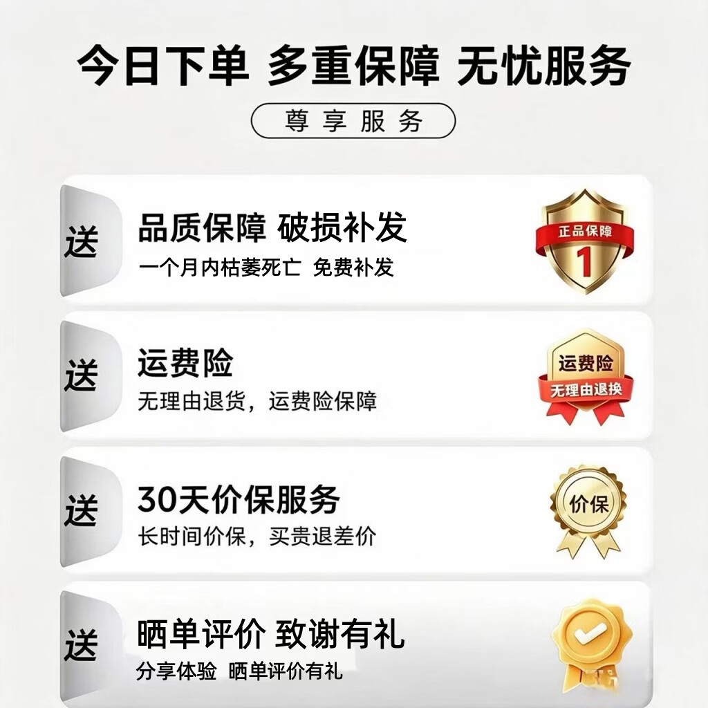 【花仙子】鸿运当头带花小红星花卉室内客厅植物办公室净化空气A 2盆鸿运当头(舍得盆配地垫) 带盆(盆直径9cm/整高20-25cm)