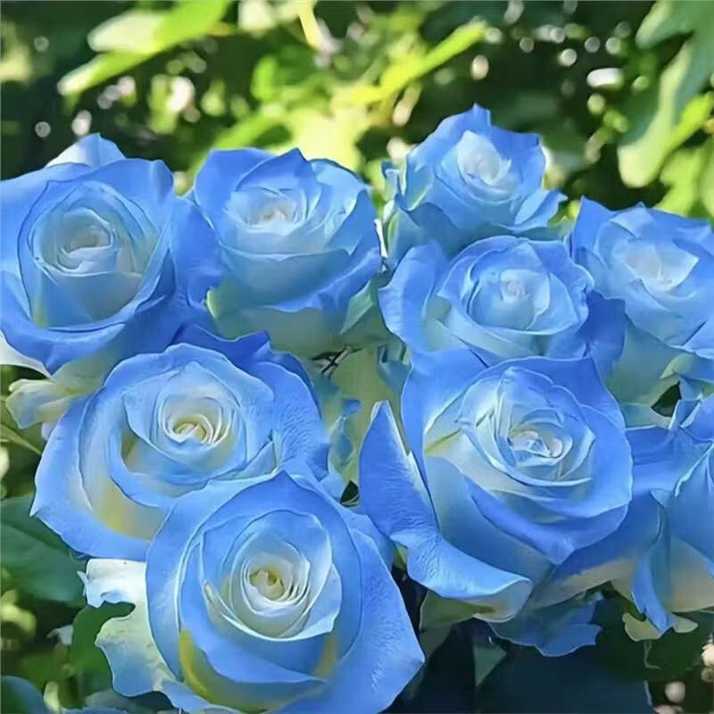 玫瑰老桩花卉绿植盆栽阳台花卉玫瑰花盆栽室内 稀有天空蓝/共【2颗】