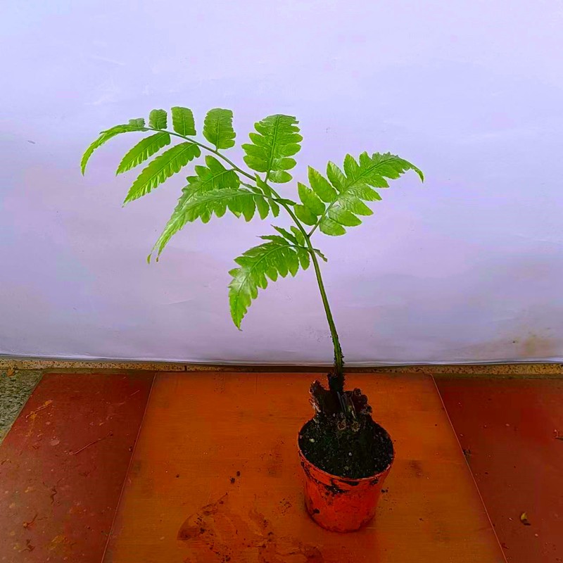 不是保护植物盆景购买安全又放心不是金丝猴蕨不是桫椤蕨观音座莲蕨