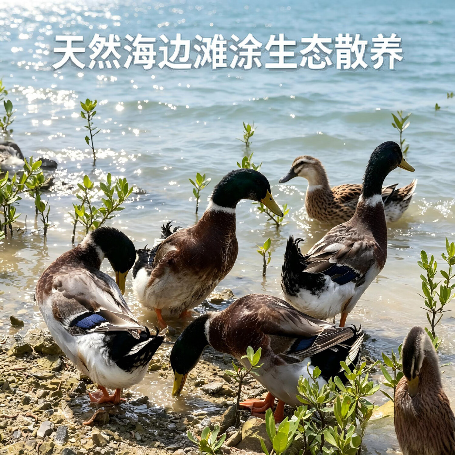 钦小鲜北部湾散养海麻鸭海边滩涂散养现杀现发青头海鸭净膛发货顺丰冷链 【青头海鸭】4-4.5斤/只 现杀现发