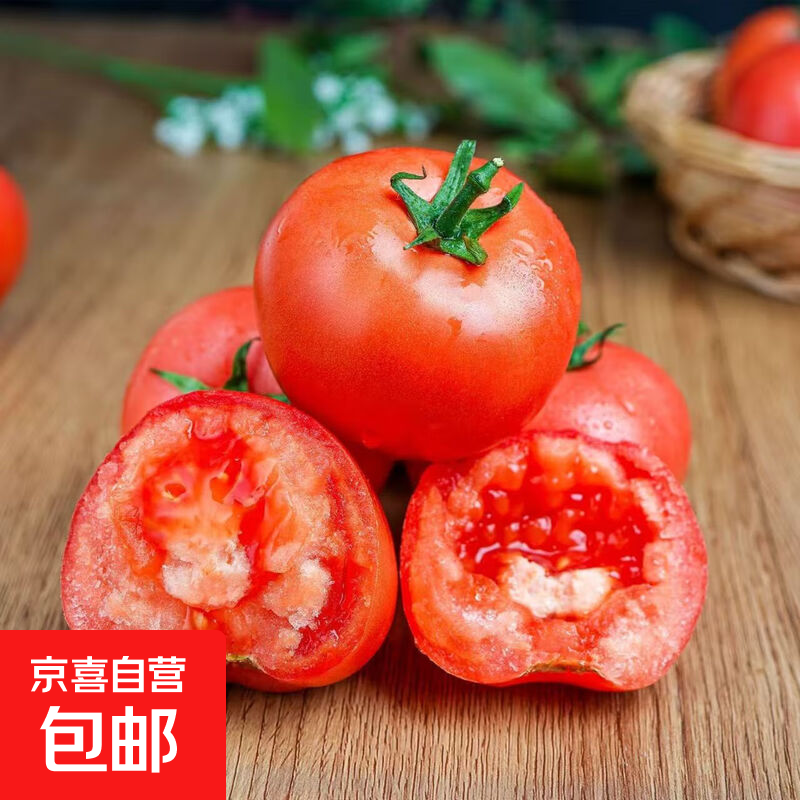 正宗普罗旺斯沙瓤番茄生吃西红柿当季新鲜现摘 山东普罗带箱5斤单果100g 4.5斤 净重