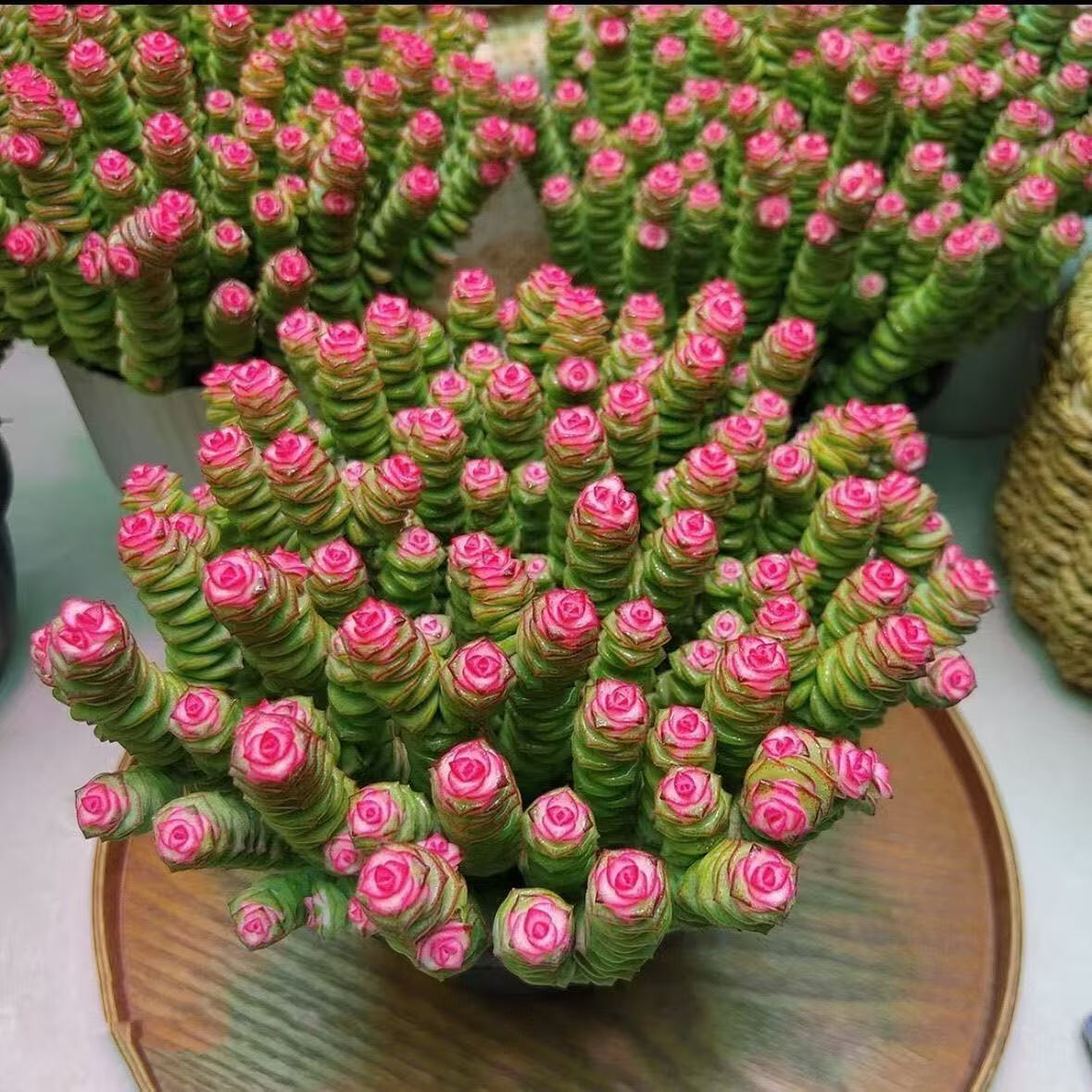 大盆彩钱串群生室内多肉植物50-60个花头新手好养带盆栽好发货 大盆彩钱串 50-60头提拉米陶瓷盆