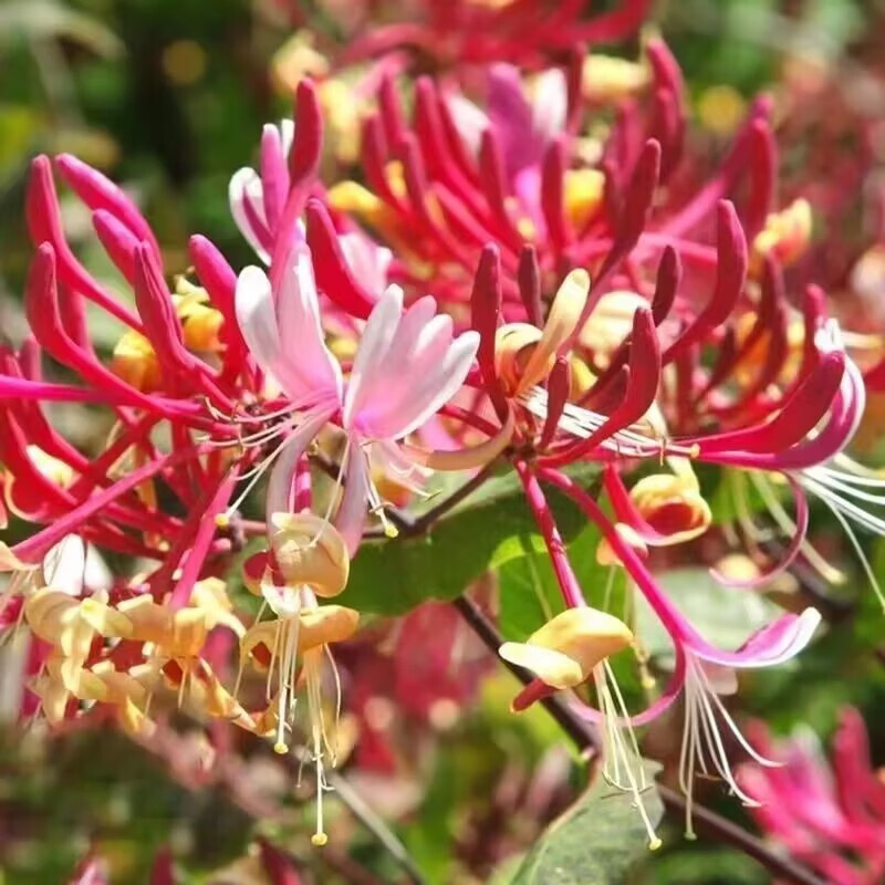 仟草集金银花盆栽苗 金银花树苗 攀援藤本 当年开花 金银花苗 红色